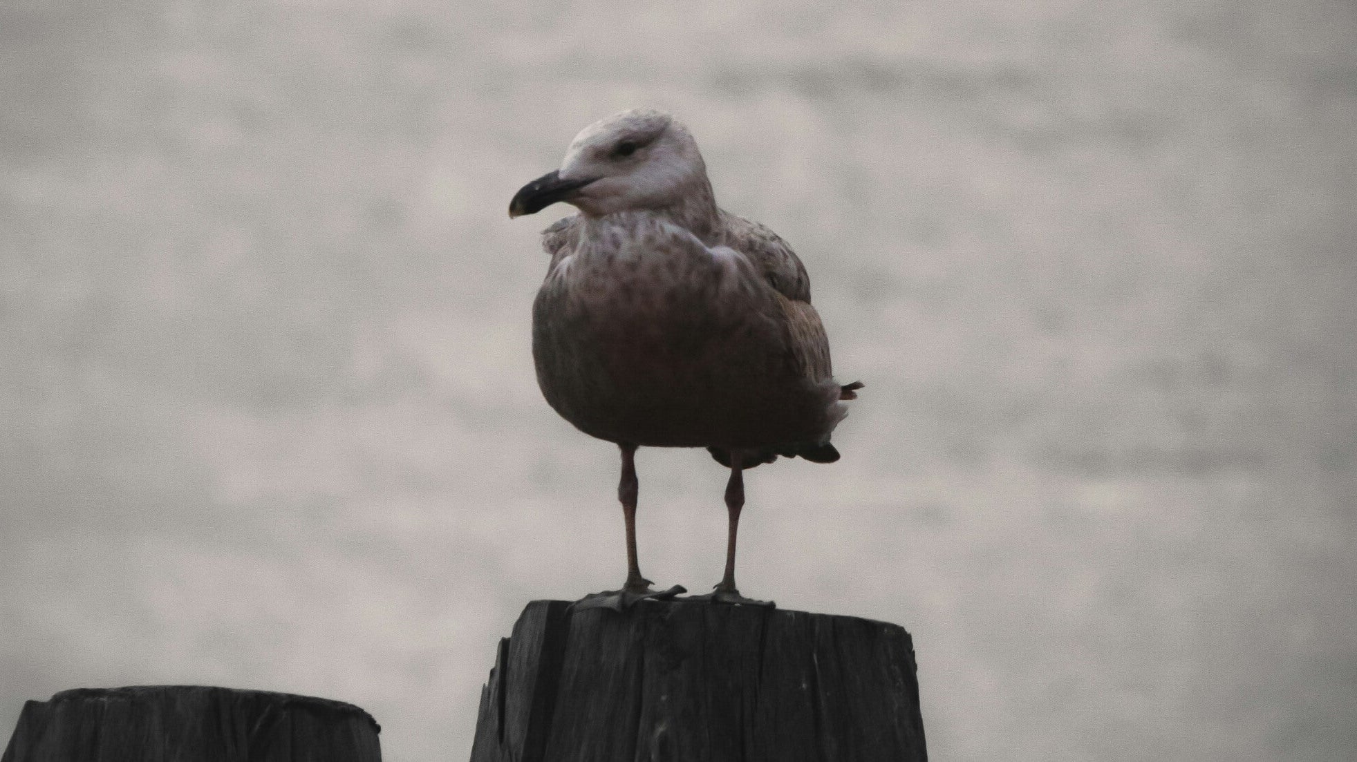 ambivalence self-compassion