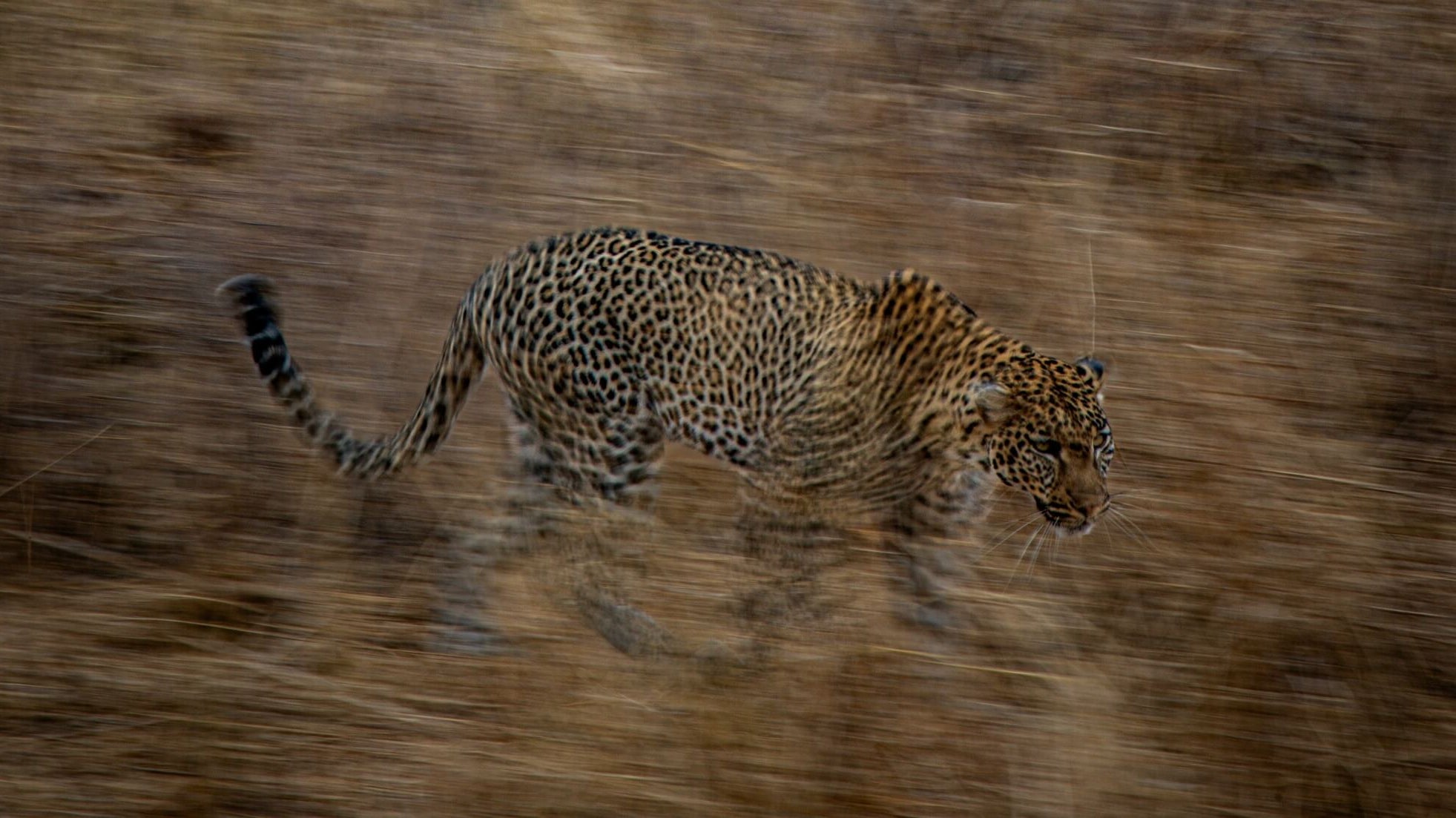 how to embrace your emotions by psychotherapist Nina Holle