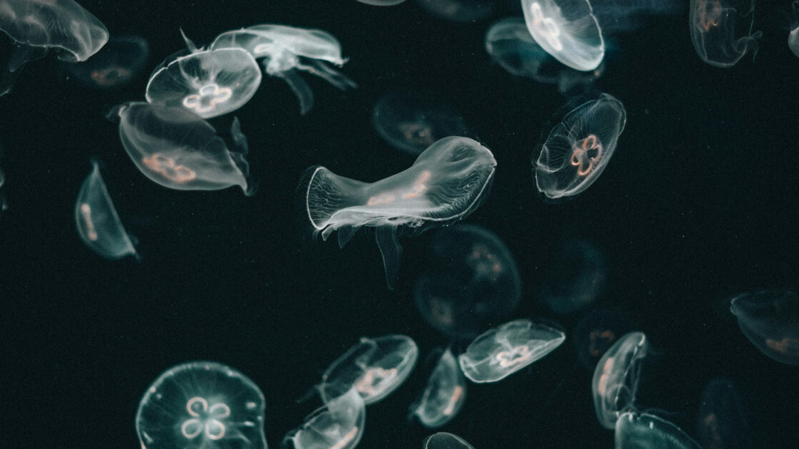 the power of emotional egility: transforming stress into strength