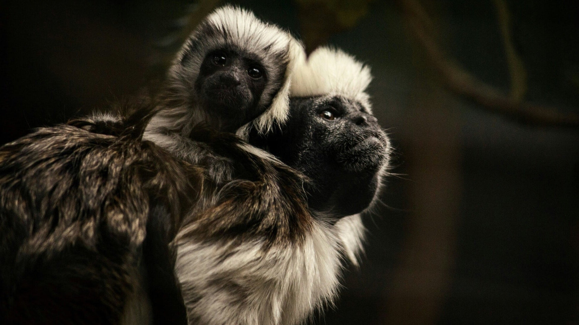 approaching difficult emotions with a strong back and soft front