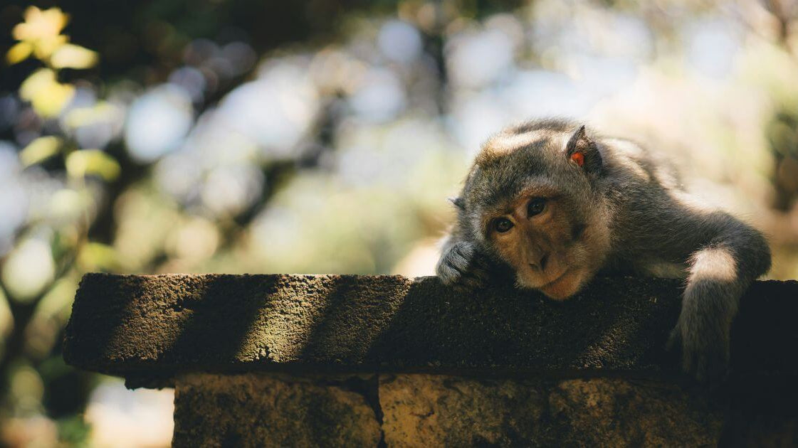 how to be at home with yourself by Georgia Jackett, MA, CCC