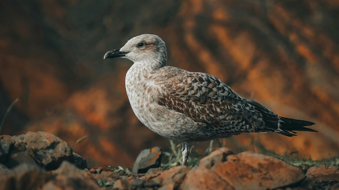 how to feel your feelings