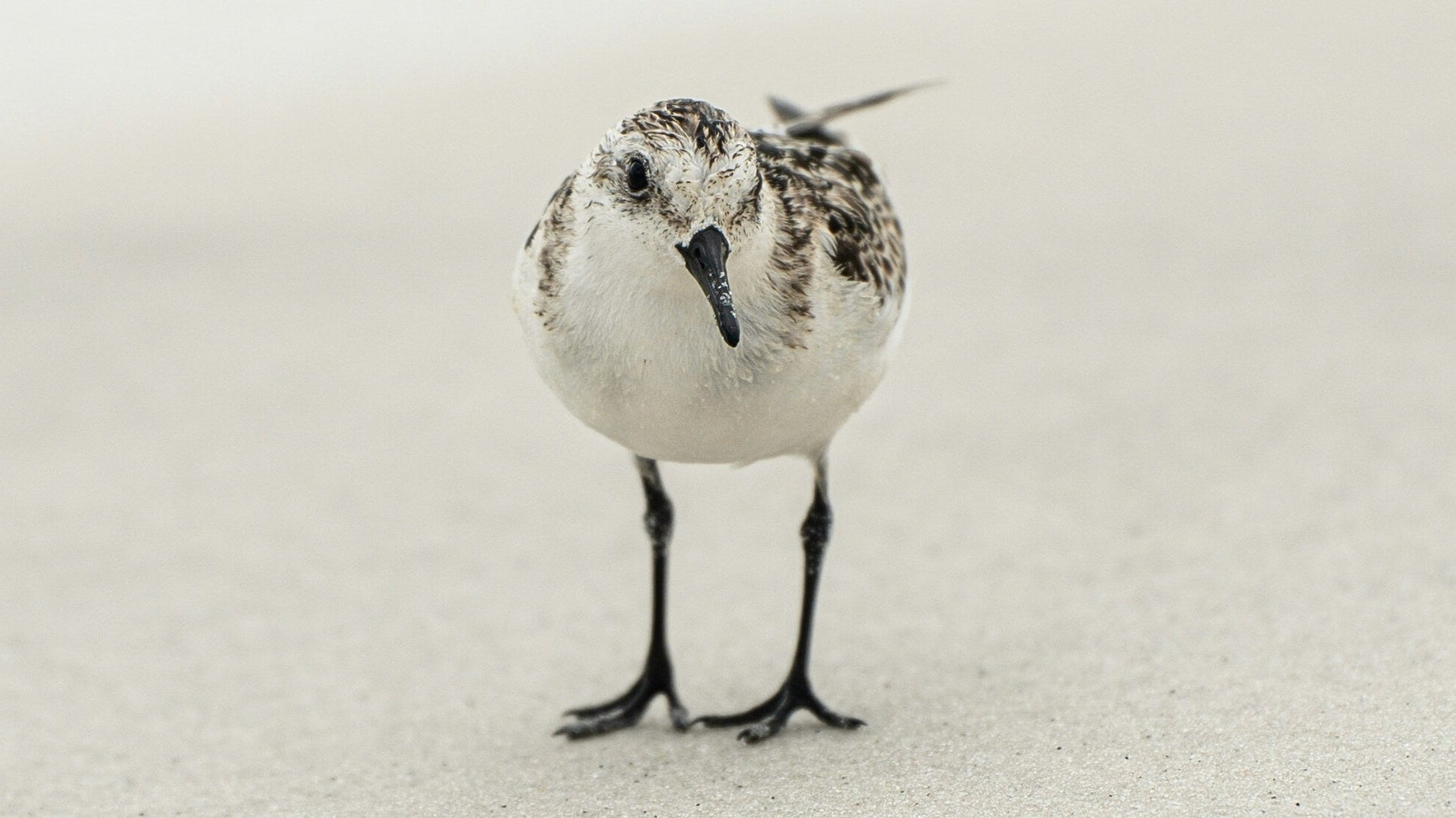 how do you feel your feelings