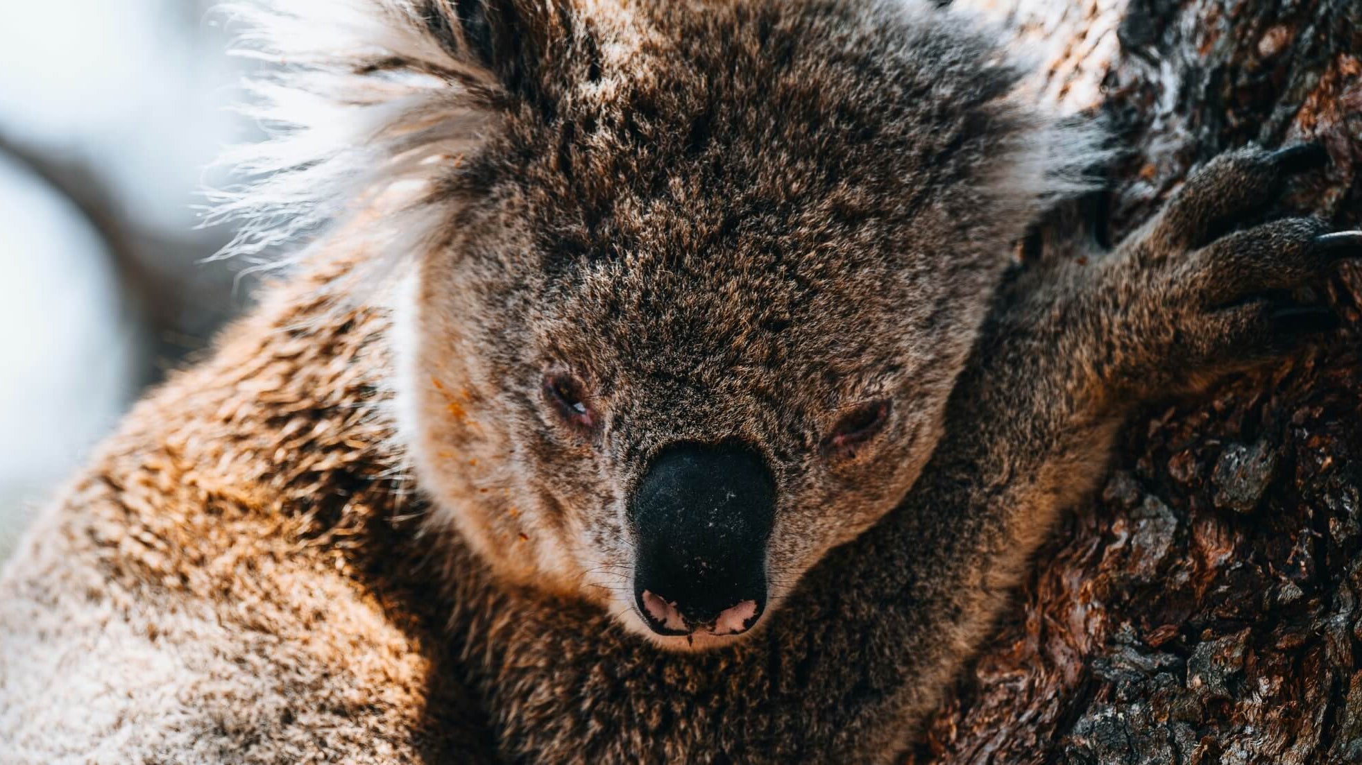 is self-compassion making excuses