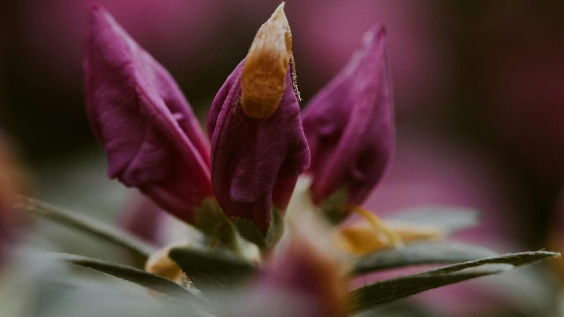 self-compassion the antodite to perfectionism blog by therapist collette jones