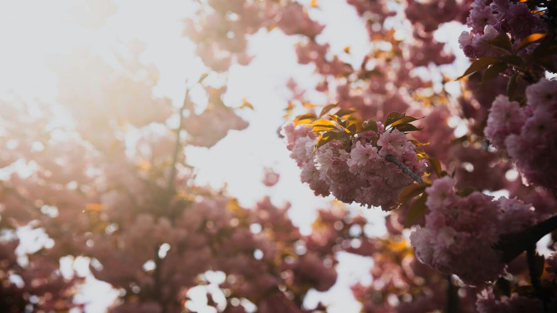 self-compassion & greif by dr mekel harris