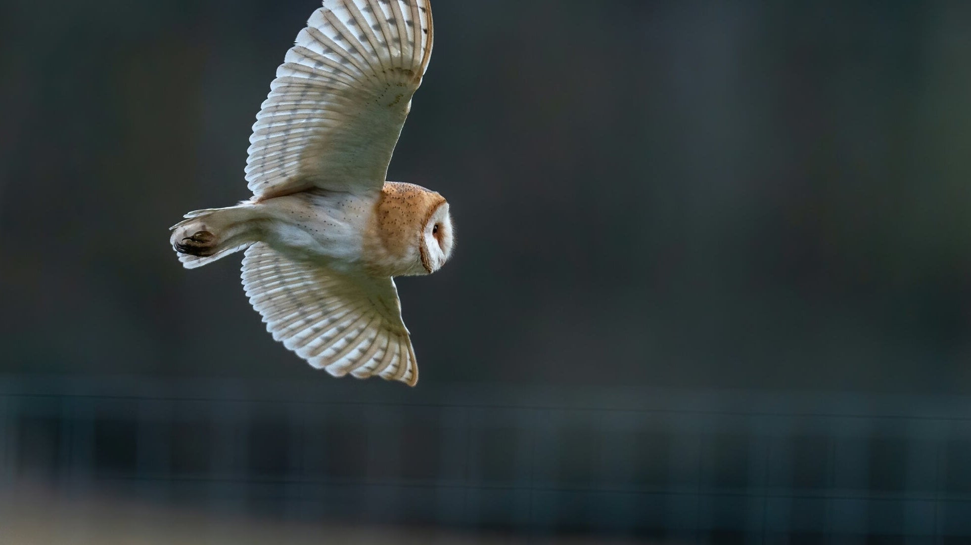 self-compassion or self-indulgence