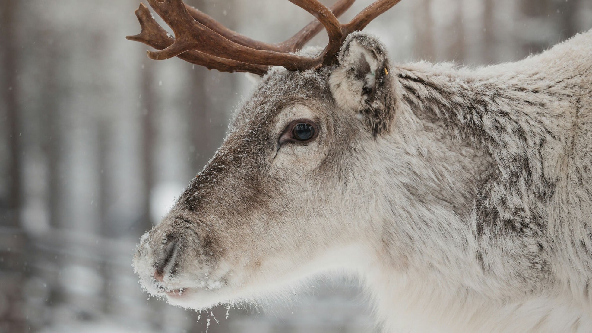 Is self-compassion linked to seeing oneself as a victim?