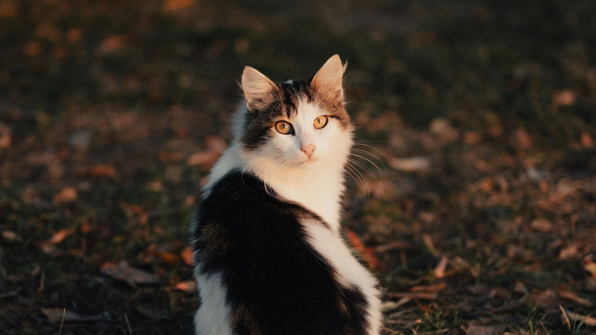 Break free from social anxiety with self-compassion