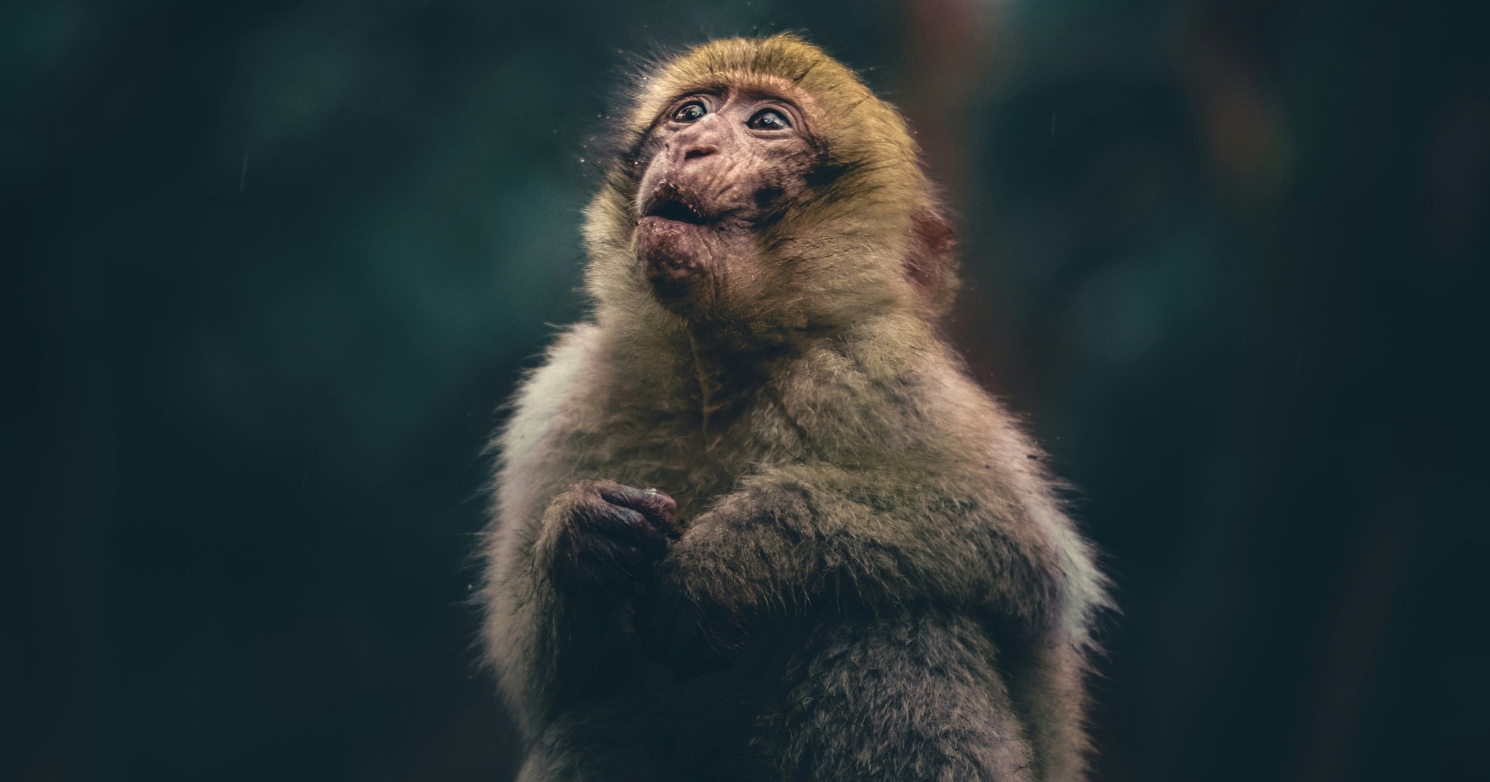 Self-compassion, learning and personal growth