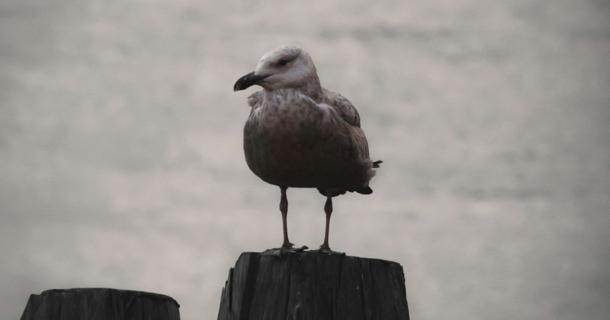 ambivalence self-compassion