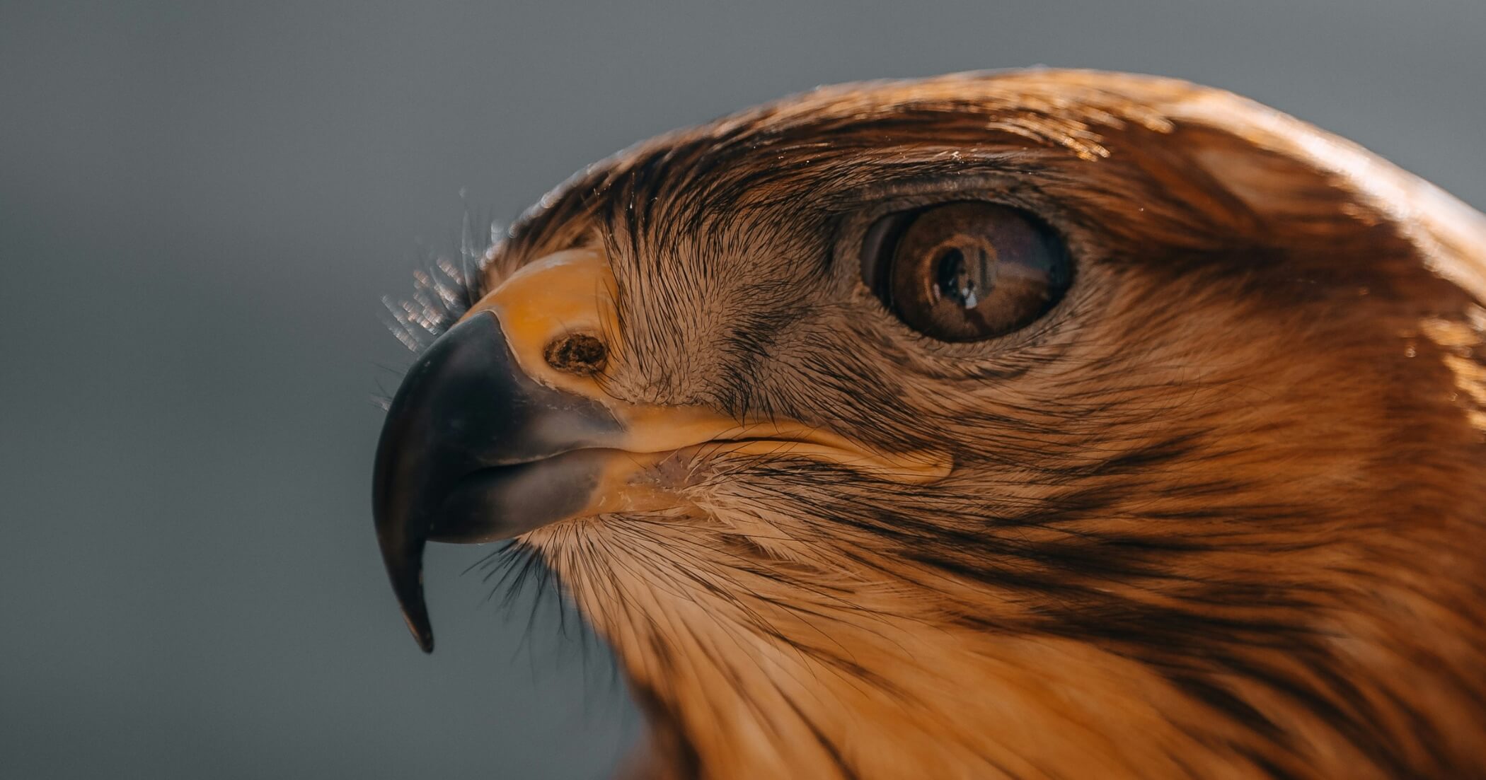 embracing guilt unvieling self-compassion