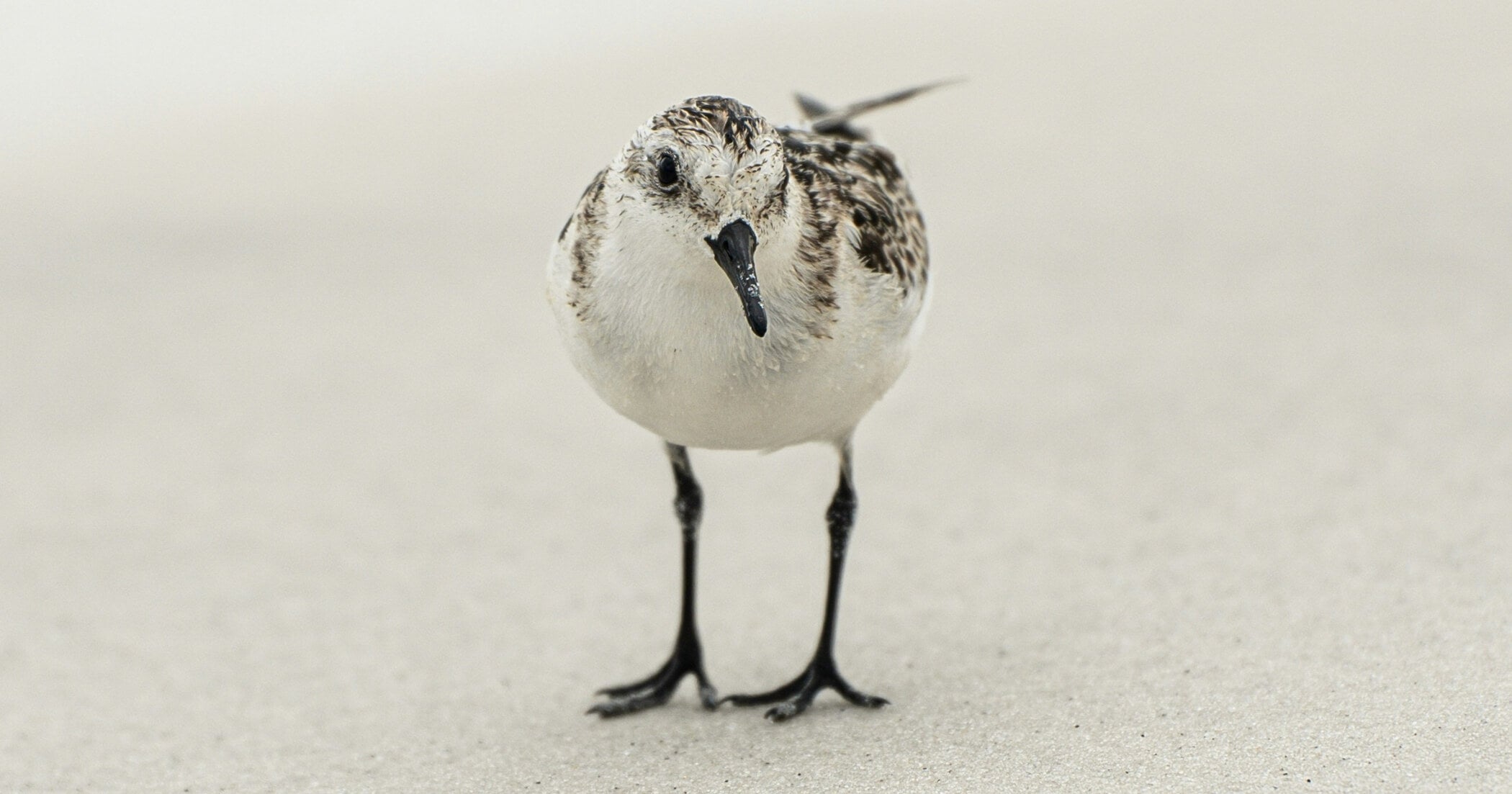 how do you feel your feelings