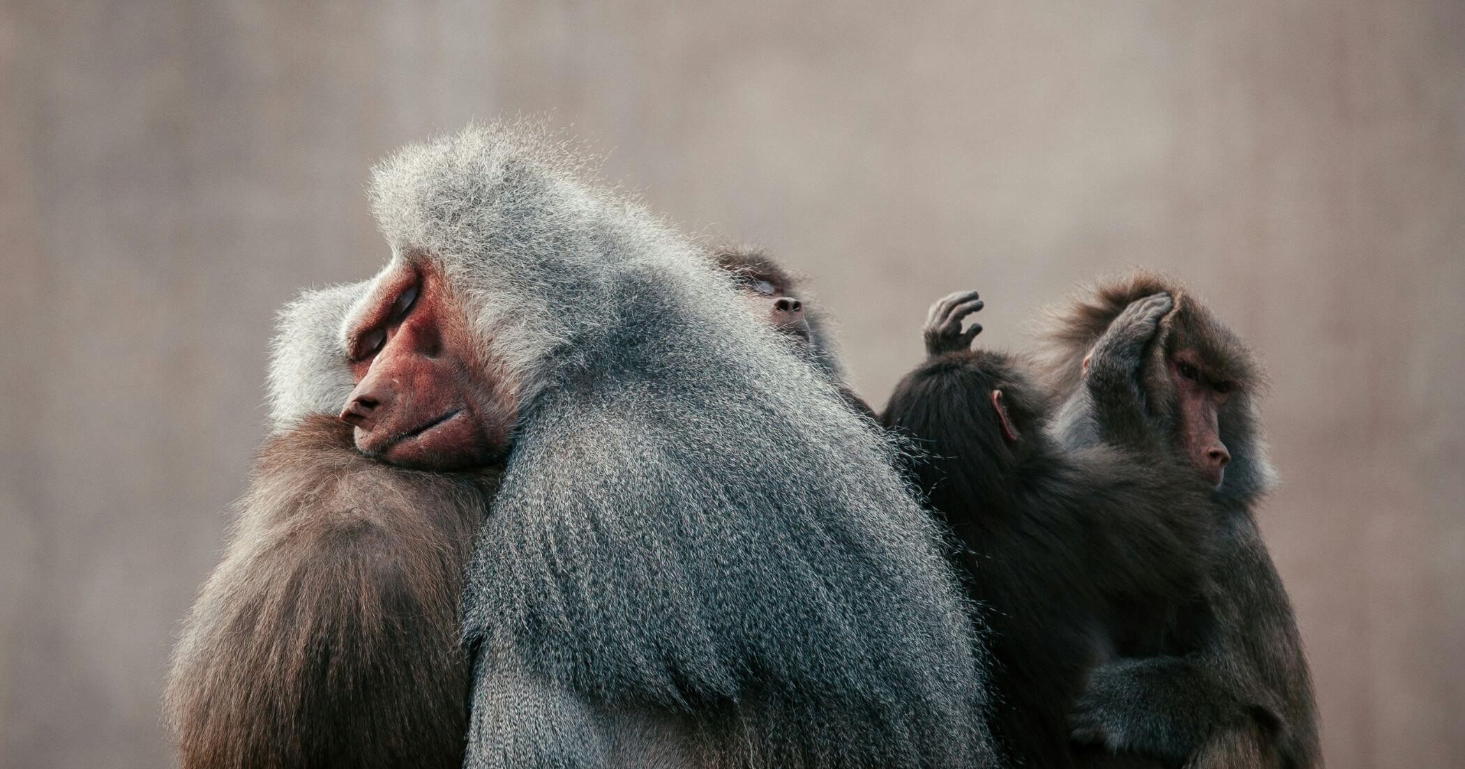 Using our imagination to help cultivate self-compassion