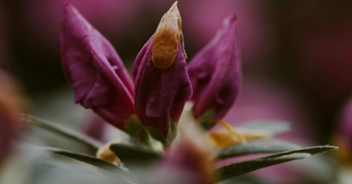 self-compassion the antodite to perfectionism blog by therapist collette jones