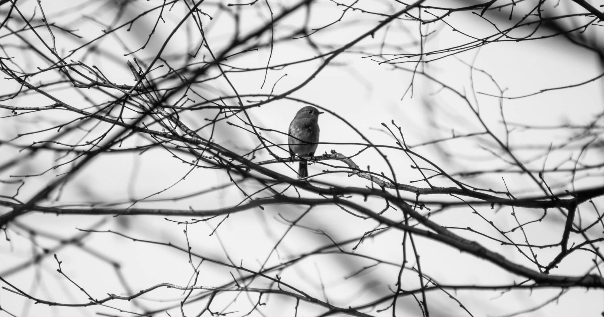 rejection self-compassion